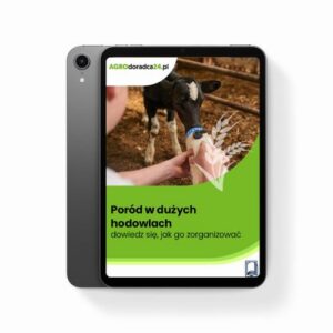 Okładka: Poród w dużych hodowlach – dowiedz się, jak go zorganizować