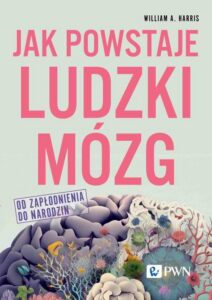 Okładka: Jak powstaje ludzki mózg Od zapłodnienia do narodzin