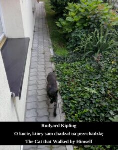 Okładka: O kocie, który sam chadzał na przechadzkę. The Cat that Walked by Himself