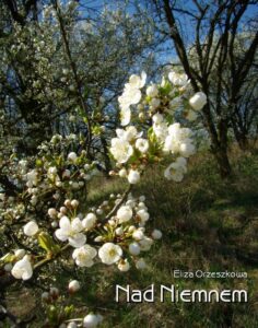 Okładka: Nad Niemnem